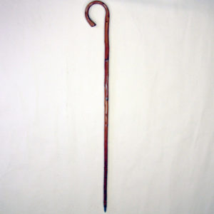 Baculum